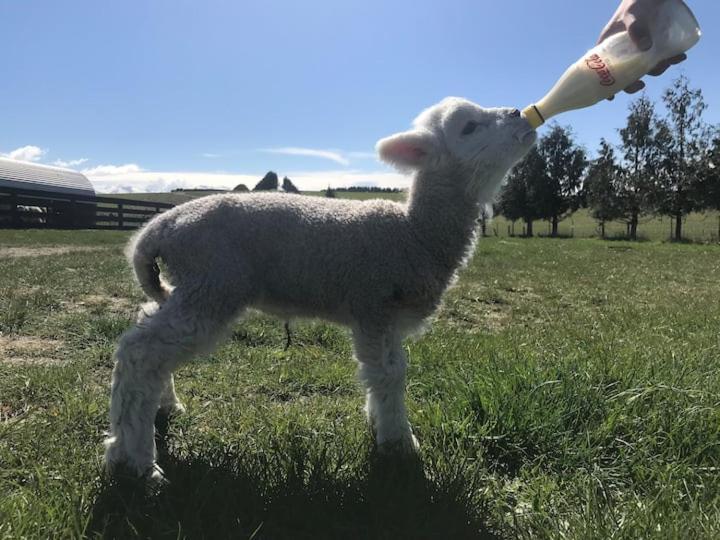 Shearvue Farmstay With Optional Free Farm Experience At 5Pm Фэрли Экстерьер фото